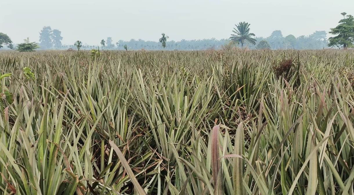 Kebun Nanas