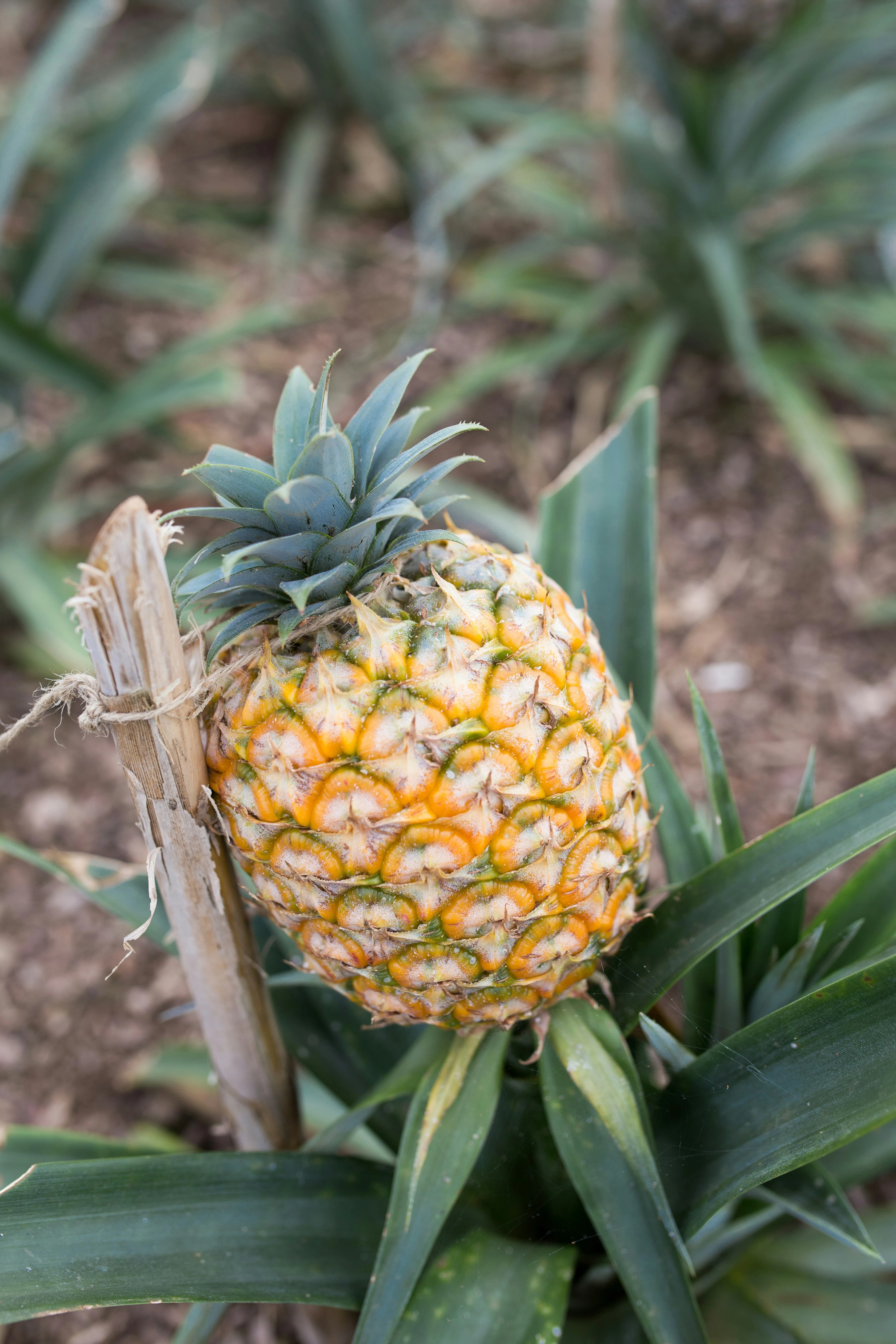 Nanas Madu